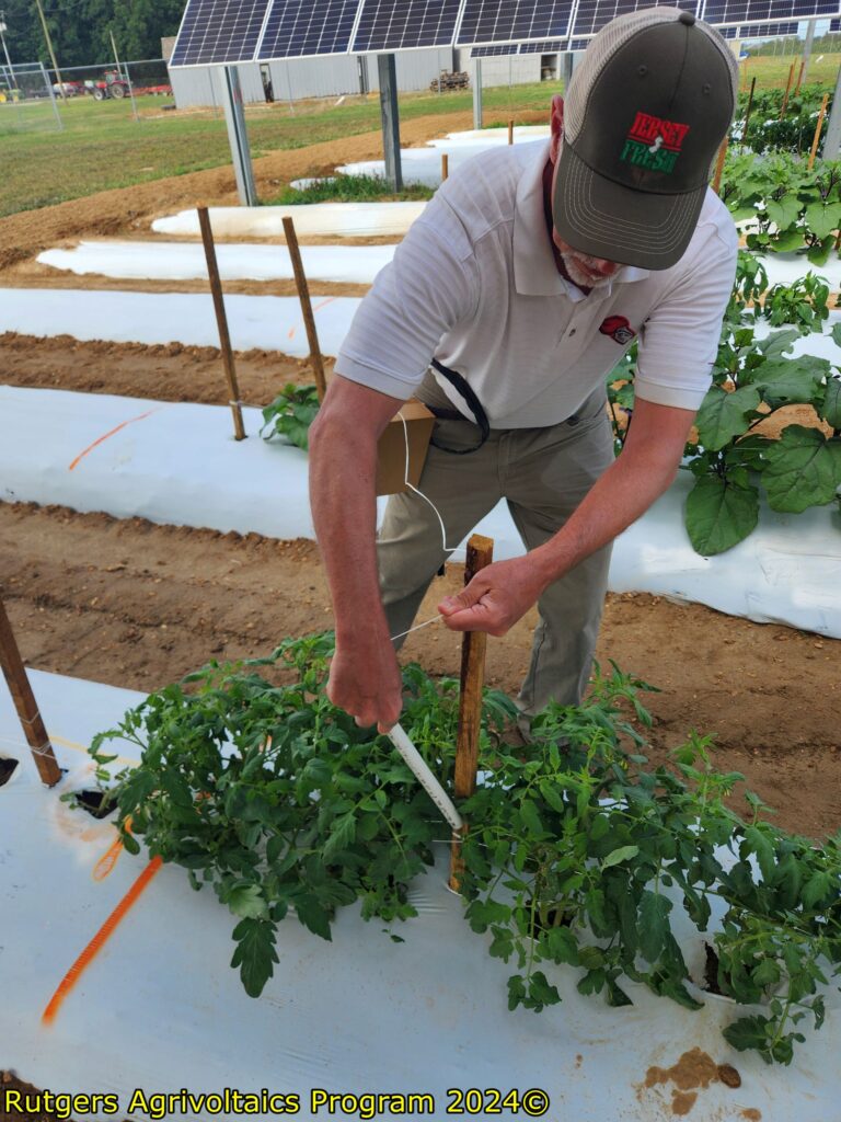 Pete Nitzsche tying crops to keep plants from falling.