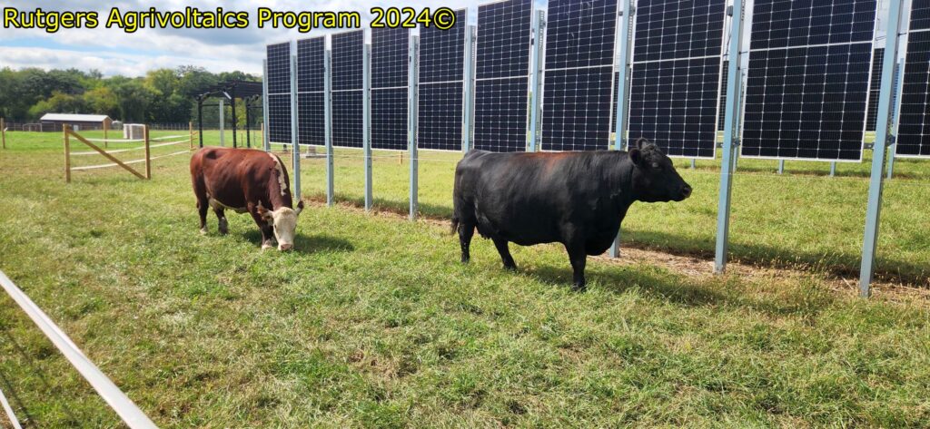 Cows grazing among solar panel arrays