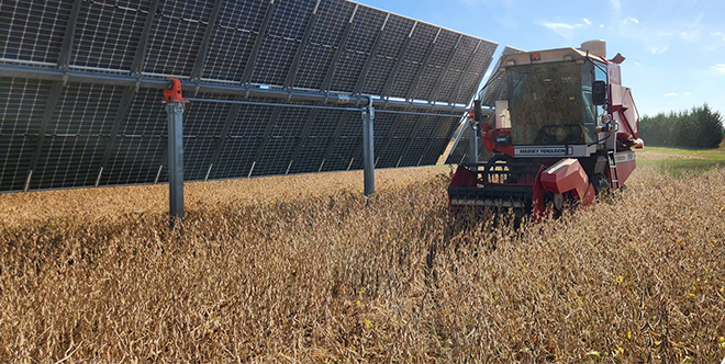 Dried down soybeans prior to harvest that were grown at the Rutgers Agricultural Research and Extension Center.