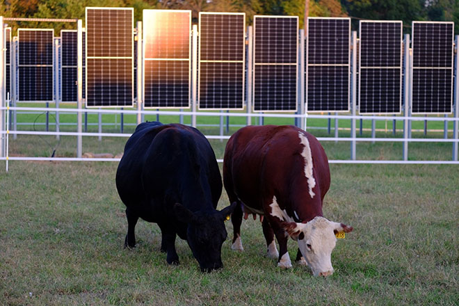 Cows grazing by vertical bifacial solar panel arrays at the Rutgers Agrivoltaics Program's Cook campus site.